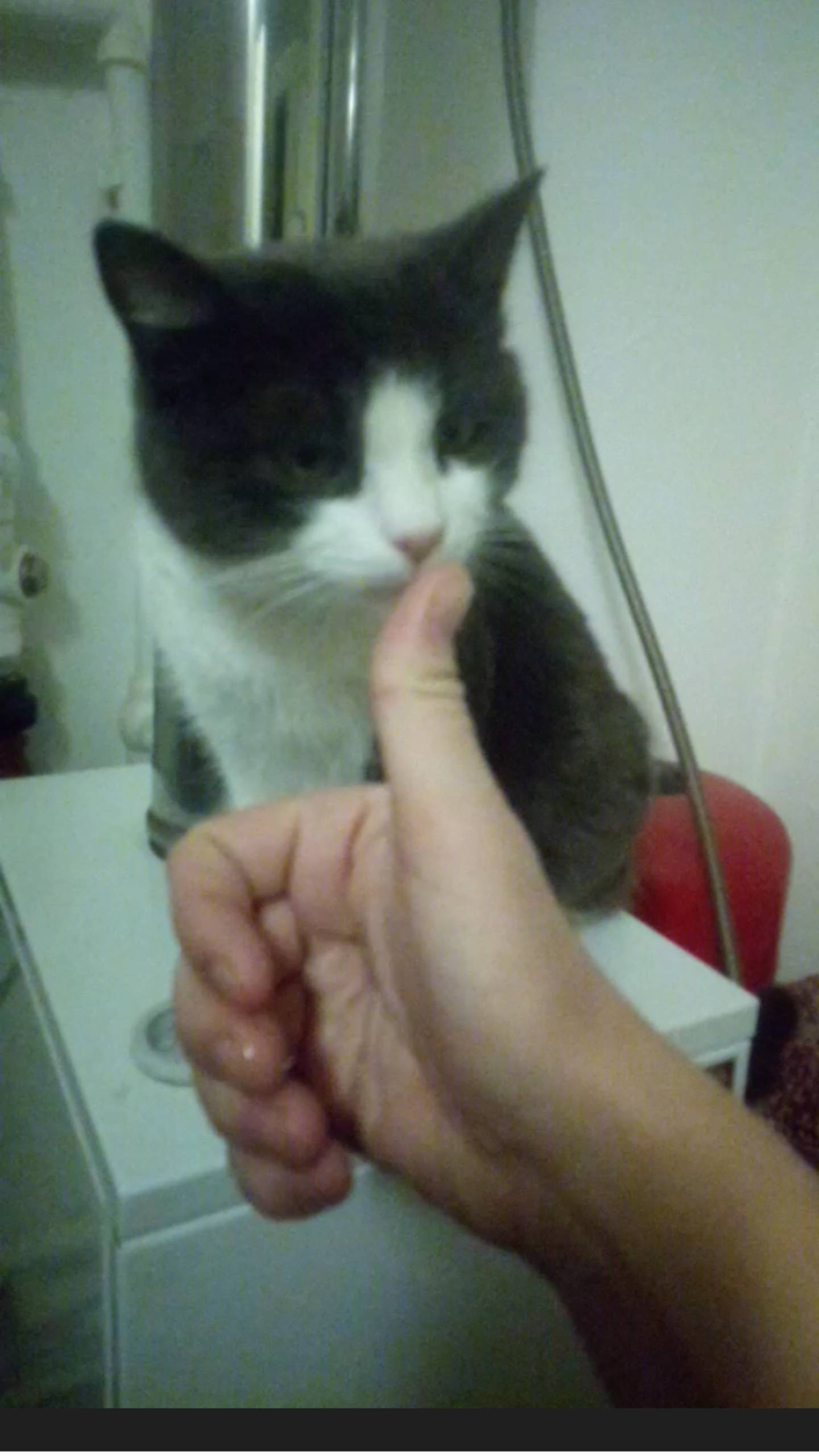 Деревня кошка Фрося актриса