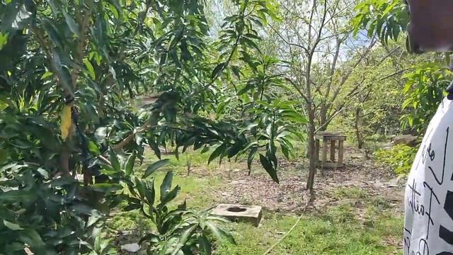 New mango Variety, from Dr Richard Campbell ( Lion King 🦁) ! смотреть онлайн
