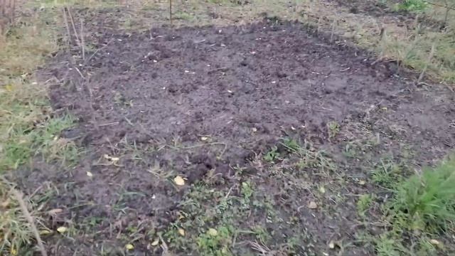 Садим лук на зиму смотреть онлайн