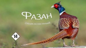 14_Фазан обыкновенный, или кавказский