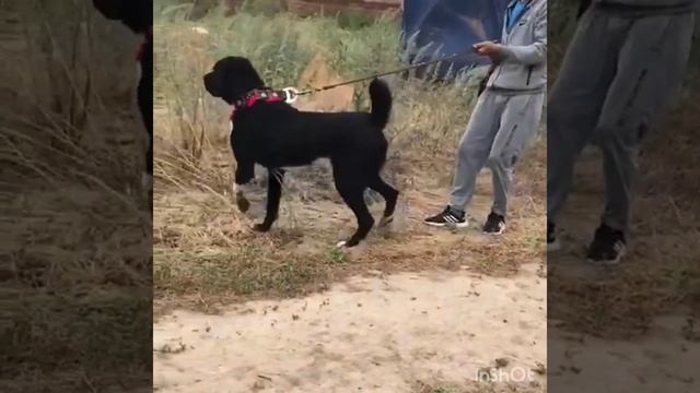 Байқара Алатаудың ағасы🔥Гена көкеміздің шаруашылығынан шыққан! смотреть онлайн