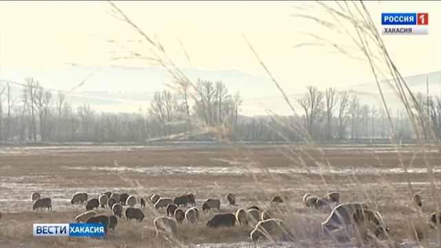 Машинист грузового поезда применил экстренное торможение. 08.02.2017 смотреть онлайн