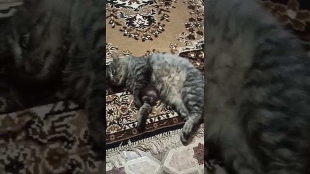 мой кот Пушок, мне помогает, когда у меня плохое настроение! 😃😃😃🦊🦊🦊🦊 смотреть онлайн