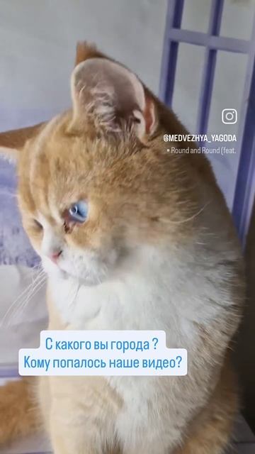 котенок
