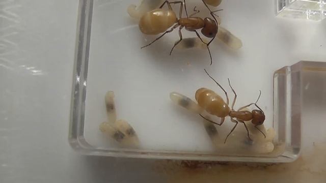 Fedtschenkoi Brood смотреть онлайн