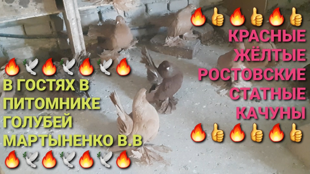 🔥👍🔥 Питомник голубей Мартыненко В.В. Красные, жёлтые ростовские статные качуны. смотреть онлайн