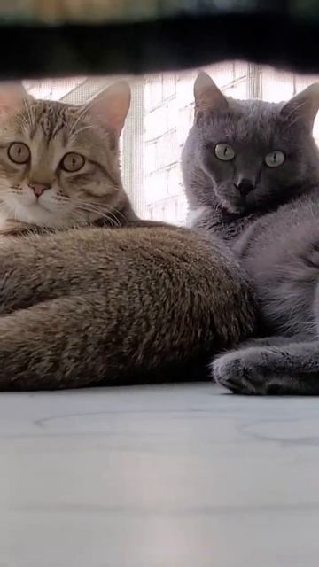 Йода и Чудо. Львенок и пантера. #Йода #Yoda смотреть онлайн