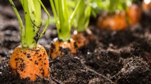 На какие грядки НЕ СТОИТ САЖАТЬ МОРКОВЬ, чтобы не лишиться урожая!