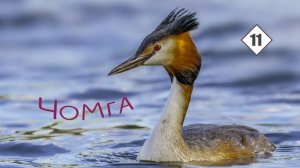 11_Чомга, или Большая поганка