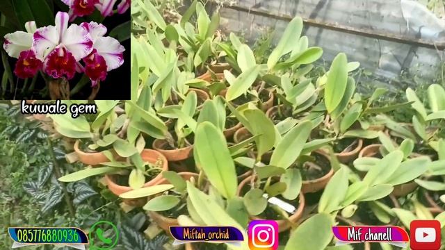 Promo Bunga Anggrek Cattleya Super Jumbo.