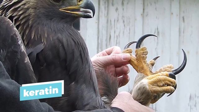 Crowned Eagle - The King of the African Skies смотреть онлайн