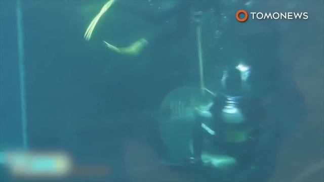 Shark begs for help: incredible footage shows shark with hook in its body nudge divers - TomoNews смотреть онлайн
