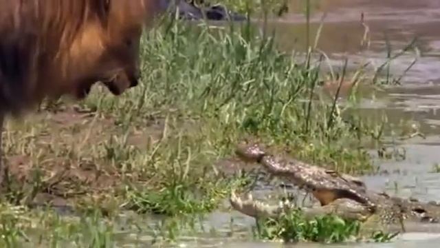Lion Intimidates Crocodile!!! смотреть онлайн