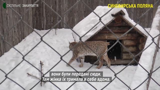Екопарк "Долина вовків" три роки функціонує в селі Синевирська Поляна на Закарпатті смотреть онлайн