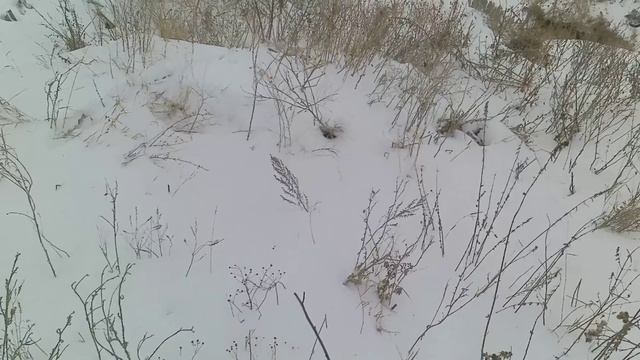 Самая быстрая охота на хитрого зайца смотреть онлайн