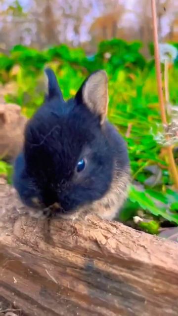 funny 🐰. A beautiful moment #ytshorts #shortsfeed #shorts смотреть онлайн