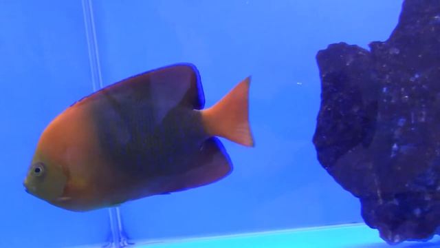 Clarion angel смотреть онлайн