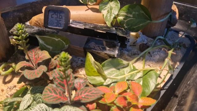 Flo's Tetraponera rufinogra endlich Leben auf der Insel 😃😃🙃 смотреть онлайн