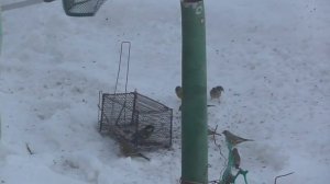 Ловля Ястреба на Сачок .Простой, Древний Способ.