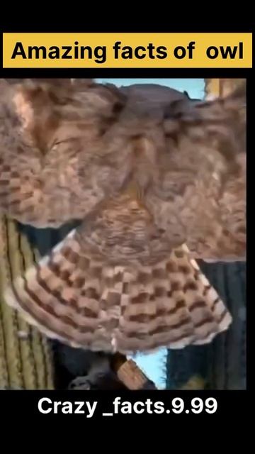 Amazing facts about owl#shorts#viralvideo#motivation#trending#story#crazy_fact.9.99 смотреть онлайн