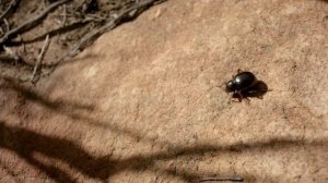 Чудеса жизни 3 серия «Вечный двигатель жизни» (документальный сериал, 2013)