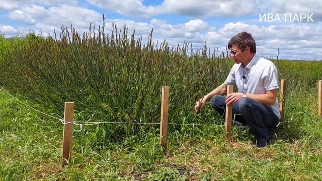 ПЛАНТАЦИЯ ИВЫ. ПРОМЕЖУТОЧНЫЕ ИТОГИ