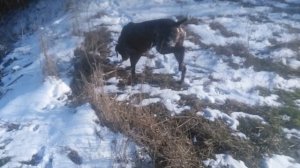 Пёс 1 сезон 8 серия