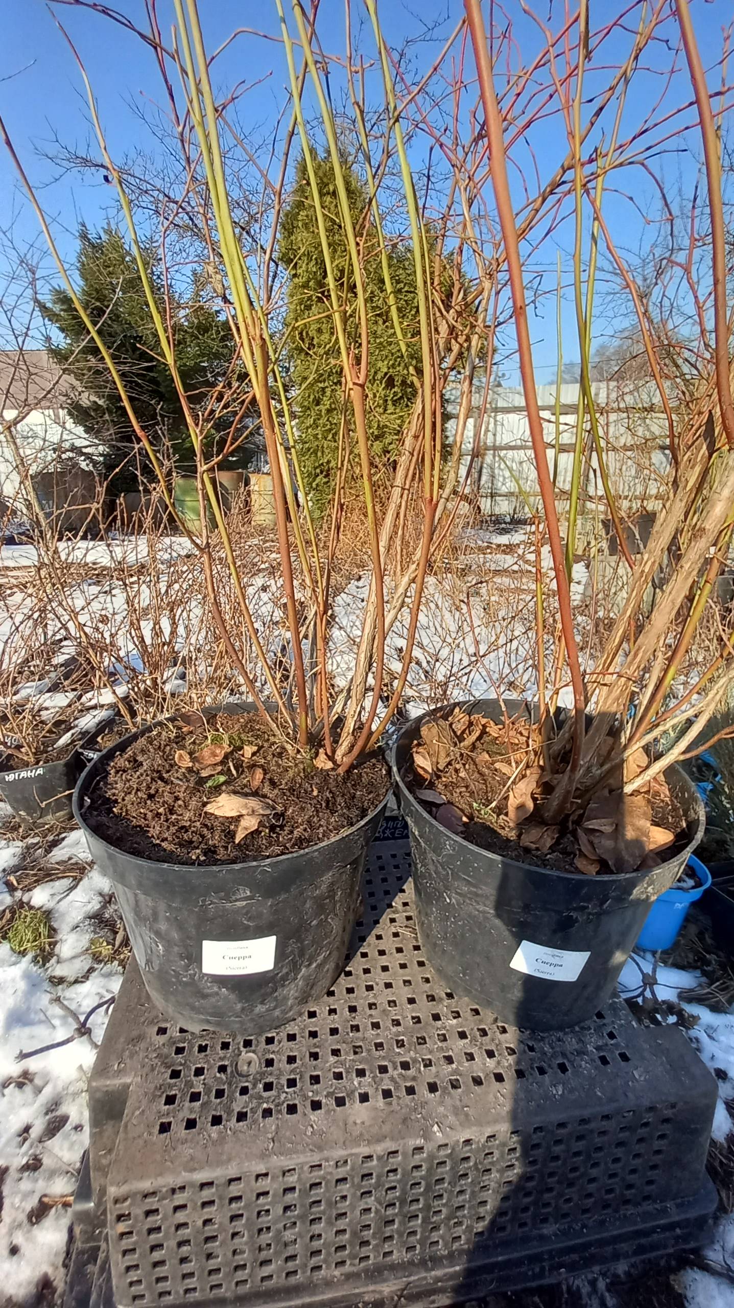 САЖЕНЦЫ ЯГОДНЫХ И ЦВЕТОЧНЫХ КУЛЬТУР