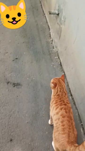 Кошка Алиса😺 #shorts смотреть онлайн