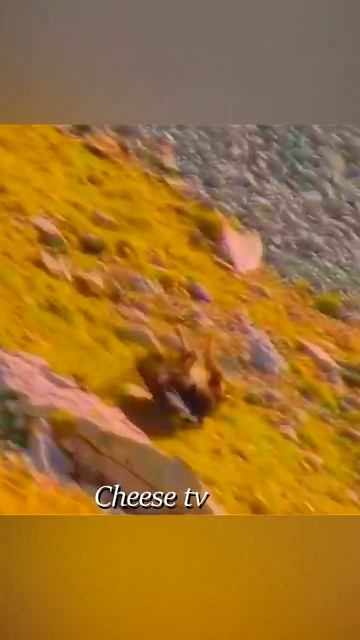 Беркут падает вместе с козлом. смотреть онлайн