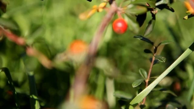 По дороге победителей