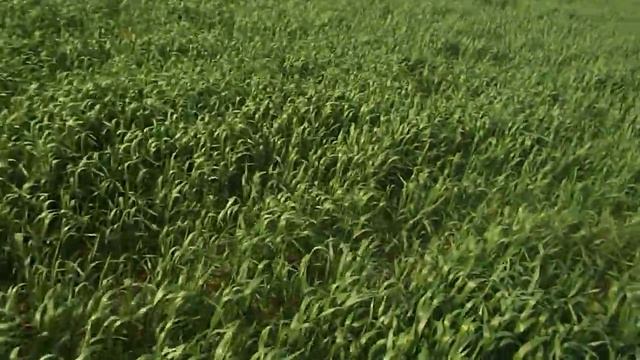 2018 г Уч № 1 сравнение посева пшеницы по разным предшественникам