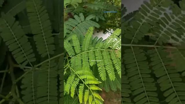 வாதநாராயணன் மரம்/#gangaiherbalkitchen смотреть онлайн
