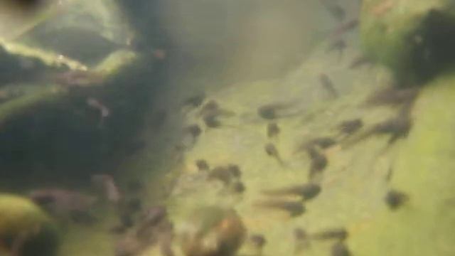 giant water snails and tadpoles смотреть онлайн