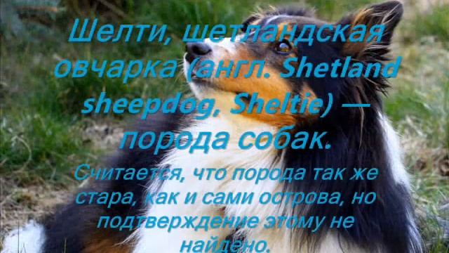 Собаки с превосходными способностями к обучению смотреть онлайн