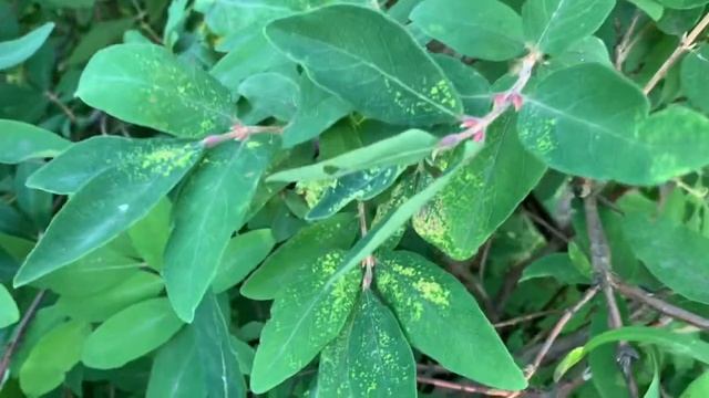 Вредитель жимолости разоблачен и будет уничтожен! смотреть онлайн