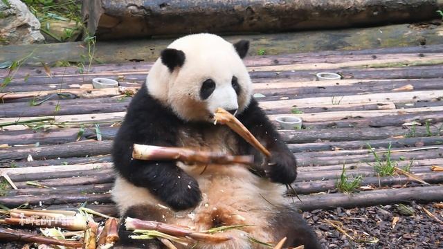 Short-legged Cutie Pie 🌸HeHua & Leggy Beauty ☘️HeYe..Can't Love Them Enough🥰🥰