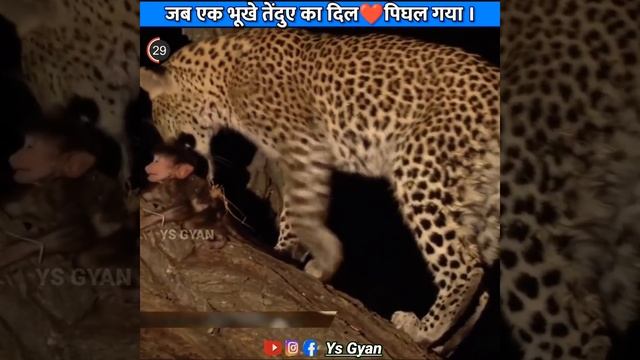 जब एक तेंदुए ने मां को मारकर बच्चे की जान बचाई || सच्ची घटना || Emotional Video🥺 #ysgyan #shorts смотреть онлайн