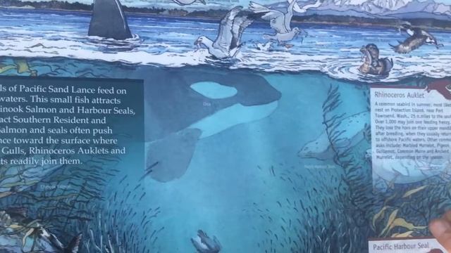 The New Salish Sea Marine Ecosystem Display at Cattle Point in Oak Bay, British Columbia, Canada смотреть онлайн