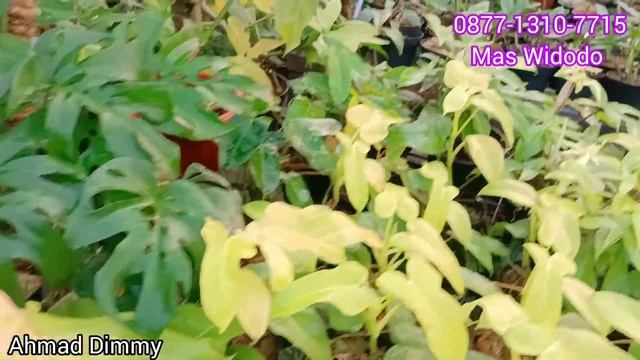 PERDANA REVIEW DI WS GARDEN ‼️ TERNYATA KOLEKSIANNYA OKE PUNYA смотреть онлайн