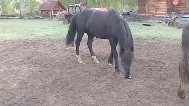 вороной белоногий привел свой косячок смотреть онлайн