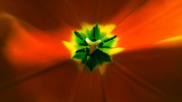 4 Pétalos / 4 Petals Néstor M. Iencenella смотреть онлайн