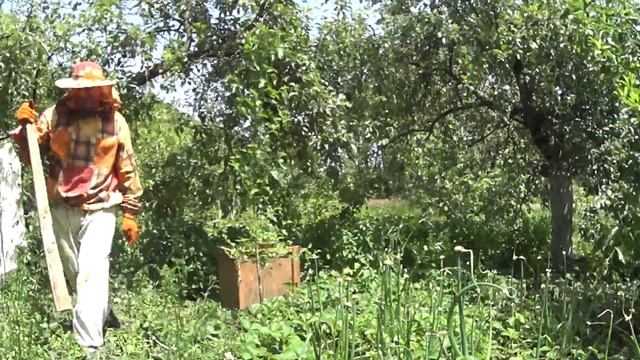 пчелиный рой поймать,на дереве/bee swarm catch. смотреть онлайн