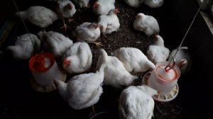 бройлер турция