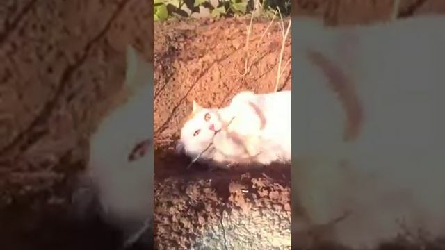 МИ-МИ КОТИК, ЕСТЬ УКРОП