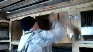 Дезинфекция клеток для кроликов.