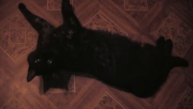 Кот ПРРРРР ))) смотреть онлайн
