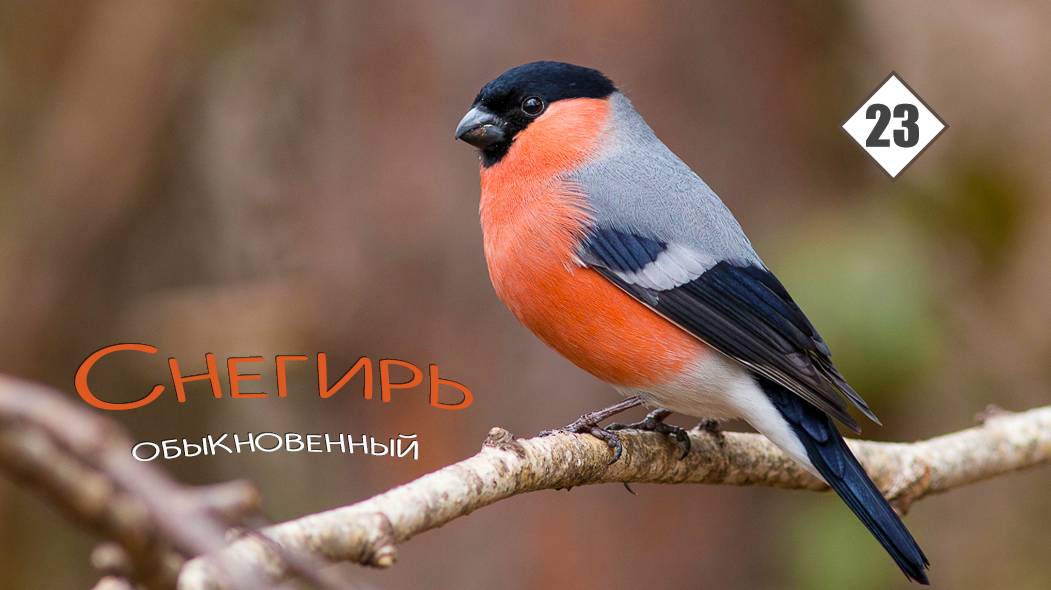 23_Снегирь обыкновенный