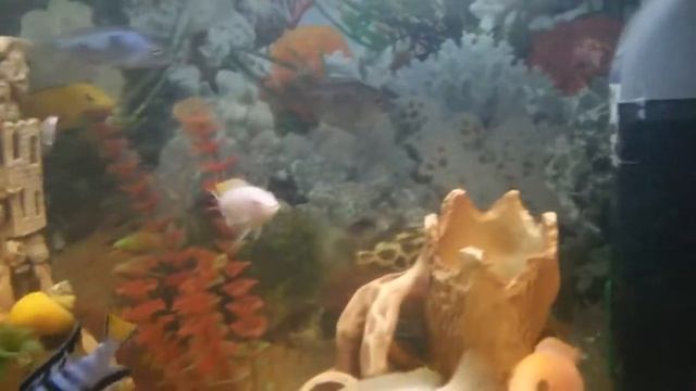 Цехлиды смотреть онлайн