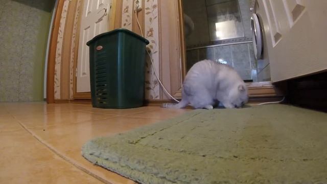 Кошатина смотреть онлайн
